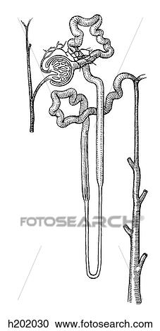 Clipart - Renal corpuscle. Fotosearch