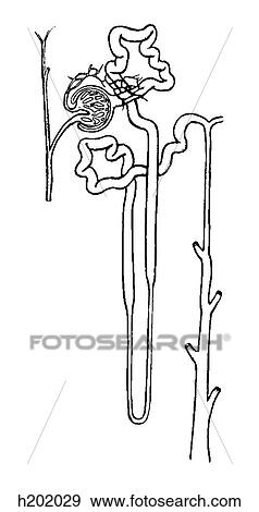 Renal corpuscle View Large Illustration Stock Illustration - Renal corpuscle. Fotosearch