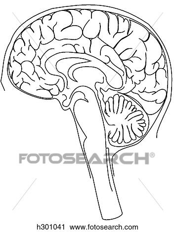 Right half of brain View Large Illustration Clip Art - Right half of brain. Fotosearch