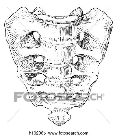 Sacrum View Large Illustration Stock Illustration - Sacrum. Fotosearch