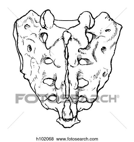Sacrum View Large Illustration Stock Illustration - Sacrum. Fotosearch