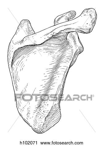 Scapula View Large Illustration Clip Art - Scapula. Fotosearch