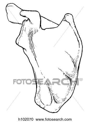 Clipart - Scapula. Fotosearch