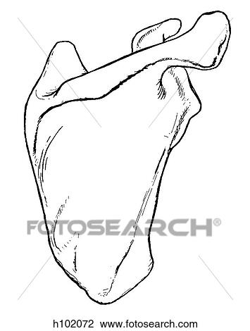 Scapula View Large Illustration Drawing - Scapula. Fotosearch