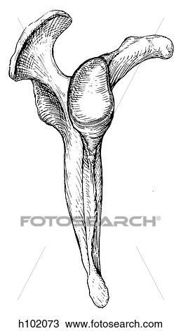Scapula Drawing | h102073 | Fotosearch