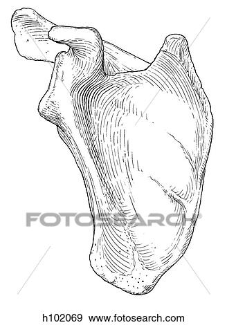 Stock Illustration - Scapula. Fotosearch