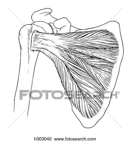 Scapular muscles View Large Illustration Clipart - Scapular muscles. Fotosearch