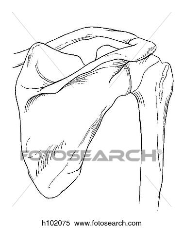 Stock Illustration - Shoulder joint. Fotosearch