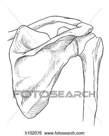 Stock Illustration - Shoulder joint. Fotosearch