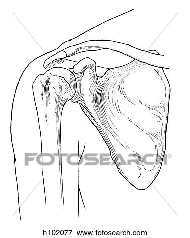 Shoulder joint View Large Illustration Stock Illustration - Shoulder joint. Fotosearch