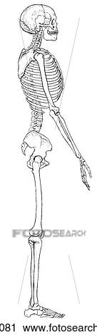 Clip Art - Skeleton, adult. Fotosearch