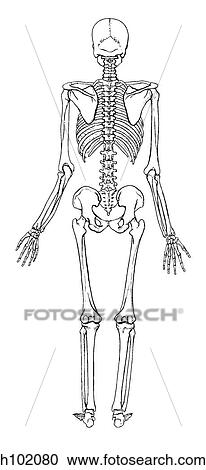 Clipart - Skeleton, adult. Fotosearch