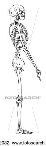 Skeleton, adult View Large Illustration Drawing - Skeleton, adult. Fotosearch
