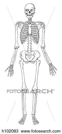 Skeleton, adult View Large Illustration Drawing - Skeleton, adult. Fotosearch
