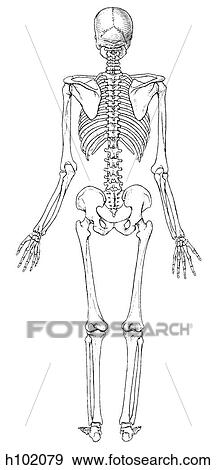 Skeleton, adult View Large Illustration Stock Illustration - Skeleton, adult. Fotosearch