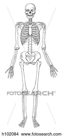 Skeleton, adult View Large Illustration Stock Illustration - Skeleton, adult. Fotosearch