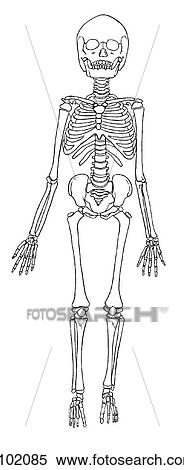 Stock Illustration - Skeleton, child. Fotosearch
