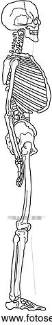Skeleton, side view View Large Illustration Stock Illustration - Skeleton, side view. Fotosearch