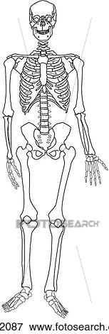 Stock Illustration - Skeleton, whole. Fotosearch