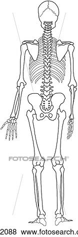 Stock Illustration - Skeleton, whole. Fotosearch