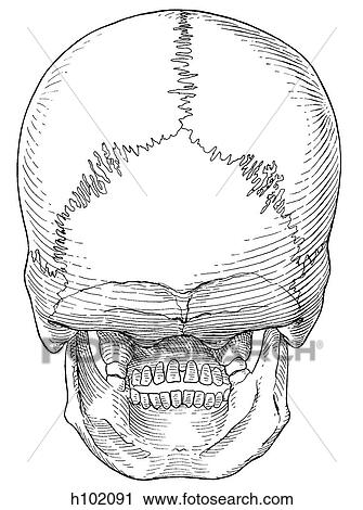 Skull, adult View Large Illustration Clip Art - Skull, adult. Fotosearch