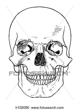 Skull, adult View Large Illustration Clipart - Skull, adult. Fotosearch