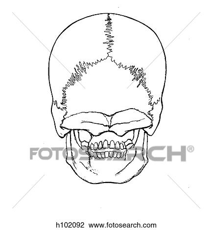 Drawing - Skull, adult. Fotosearch