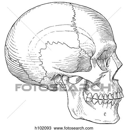 Skull, adult View Large Illustration Drawing - Skull, adult. Fotosearch