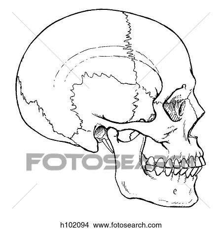 Skull, adult View Large Illustration Stock Illustration - Skull, adult. Fotosearch
