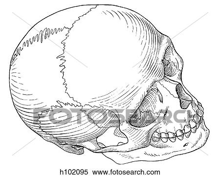 Skull, adult View Large Illustration Stock Illustration - Skull, adult. Fotosearch