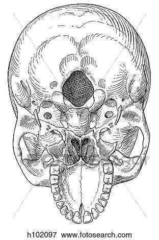 Skull, base View Large Illustration Stock Illustration - Skull, base. Fotosearch