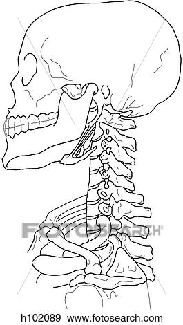 Stock Illustration - Skull & cervical spine. Fotosearch