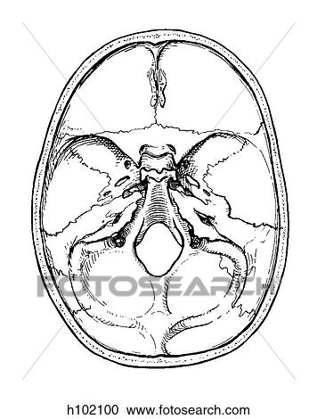 Skull Interior Of Base Clipart H102100 Fotosearch
