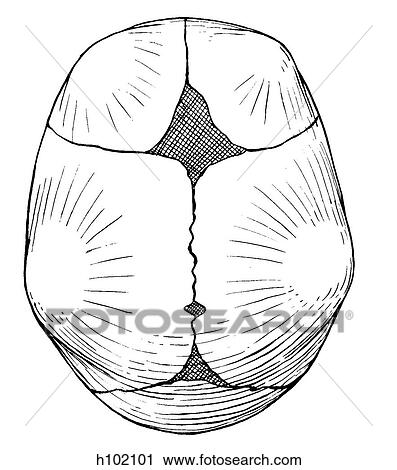 Skull, newborn View Large Illustration Clip Art - Skull, newborn. Fotosearch