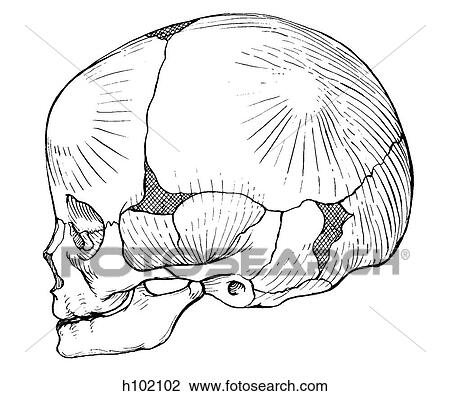 Skull, newborn View Large Illustration Drawing - Skull, newborn. Fotosearch