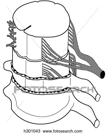 Drawing - Spinal cord, nerve roots and meninges. Fotosearch