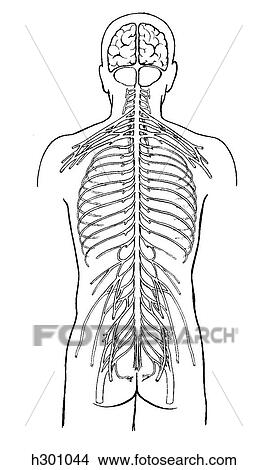 Stock Illustration - Spinal cord, schematic. Fotosearch