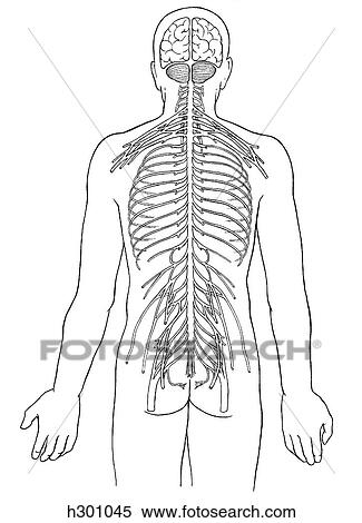 Stock Illustration - Spinal cord, schematic. Fotosearch