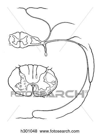 Stock Illustration - Spinal nerve, distribution. Fotosearch