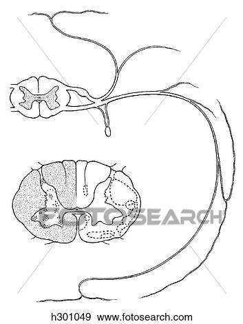 Stock Illustration - Spinal nerve, distribution. Fotosearch