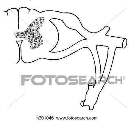 Stock Illustration - Spinal nerve. Fotosearch