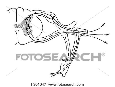 Spinal nerve View Large Illustration Stock Illustration - Spinal nerve. Fotosearch