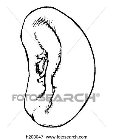 Stock Illustration - Spleen. Fotosearch