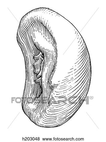 Stock Illustration - Spleen. Fotosearch