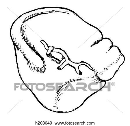 Spleen, visceral surface View Large Illustration Stock Illustration - Spleen, visceral surface. Fotosearch
