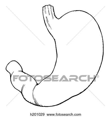 Stomach View Large Illustration Stock Illustration - Stomach. Fotosearch
