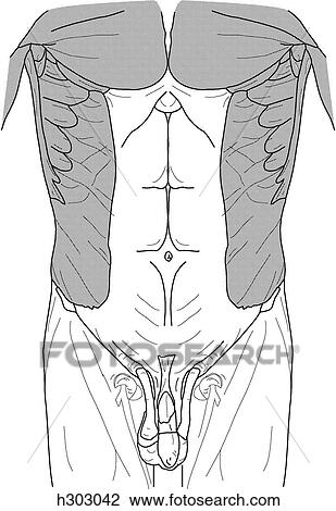 Superficial abdominal muscles View Large Illustration Drawing - Superficial abdominal muscles. Fotosearch