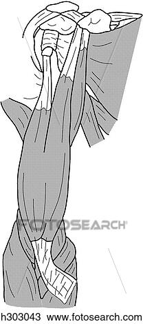 Drawing - Superficial arm muscles. Fotosearch