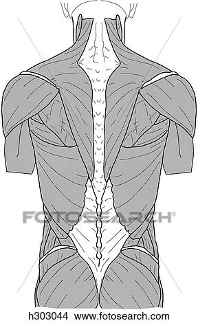 Superficial back muscles View Large Illustration Stock Illustration - Superficial back muscles. Fotosearch
