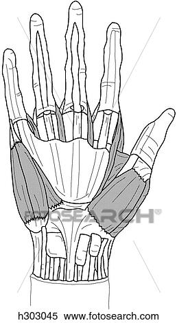 Superficial dissection of palm View Large Illustration Stock Illustration - Superficial dissection of palm. Fotosearch